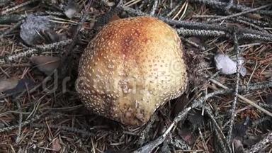 蘑菇有一顶粉红色的帽子和白点，生长在森林里。